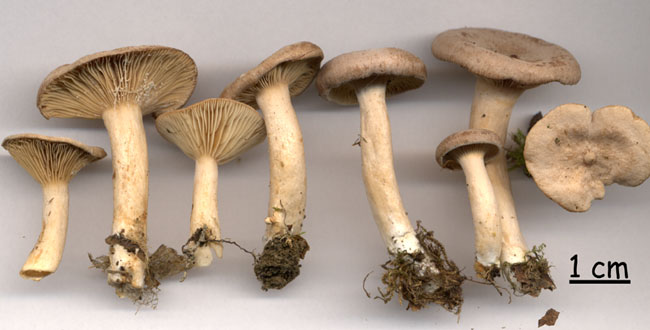 Lactarius glyciosmus